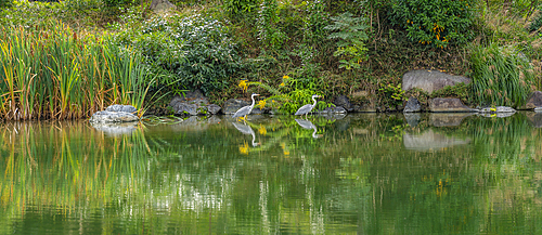 View of heron in Shoseien Garden in early Autumn, Shimogyo Ward, Higashitamamizucho, Kyoto, Honshu, Japan