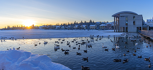 View of swans and ducks with Iceland model building in the city centre of Reykjavík during winter, Reykjavík, Iceland, Europe