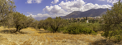 View of olive trees near Piskopiano village, Piskopiano, Crete, Greek Islands, Greece, Europe