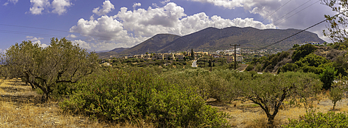 View of olive trees near Piskopiano village, Piskopiano, Crete, Greek Islands, Greece, Europe