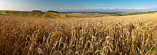 Panoramic of golden wheatfield below Devil's Punchbowl on Hackpen Hill, Wantage, Oxfordshire, England, United Kingdom, Europe