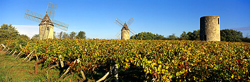 Windmills of Calon set in autumnal vineyard below a blue sky, Montagne, near Saint Emilion, Nouvelle Aquitaine, France, Europe