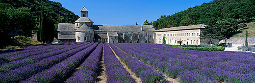 Abbaye de Senanque with purple lavender in foreground, Gordes, Vaucluse Department, Provence Alpes Cote d'Azur, France, Europe