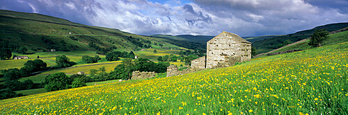 Traditional stone barn and buttercup meadow in Swaledale with stormy sky, Gunnerside, Yorkshire Dales National Park, North Yorkshire, England, United Kingdom, Europe