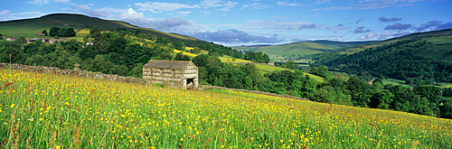 Traditional stone barn in yellow buttercup meadow in Swaledale, Gunnerside, Yorkshire Dales National Park, North Yorkshire, England, United Kingdom, Europe