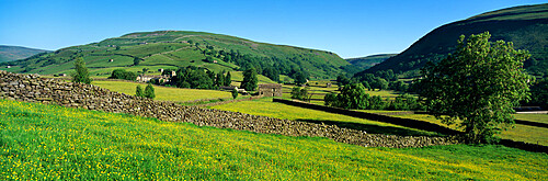 Yellow buttercup meadow with stone wall and typical landscape in Swaledale, Gunnerside, Yorkshire Dales National Park, North Yorkshire, England, United Kingdom, Europe