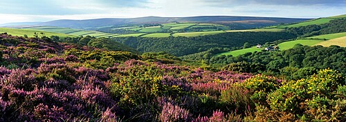 View over purple heather moorland to Dunkery Beacon, Exmoor National Park, Somerset, England, United Kingdom, Europe