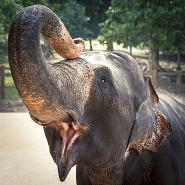 Elephant feeding at Pinnewala Elephant Orphanage, Sri Lanka, Asia 