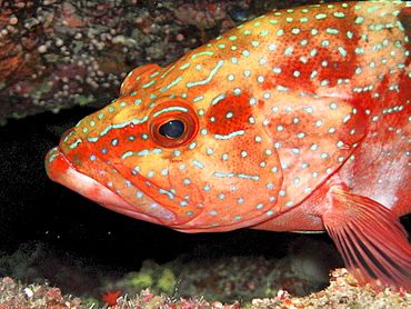 Grouper. Red Sea, Egypt.