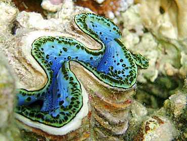 Crustacean - clam.  Red Sea, Egypt.