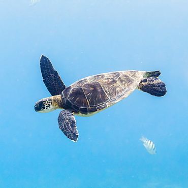 Green Sea Turtle (Chelonia mydas) diving after having breathed surface offshore of The Big Island, Island of Hawaii, Hawaii, United States of America