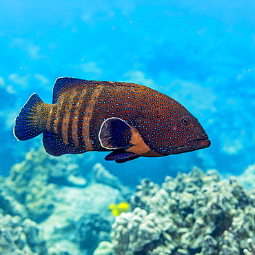 The Peacock Grouper (Cephalopholis argus) was deliberately introduced to Hawaii and is now considered an invasive species, Island of Hawaii, Hawaii, United States of America