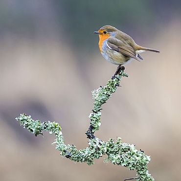 A colourful Robin (Turdidae) perched in a tree branch covered in foliage, Dumfries and Galloway, Scotland