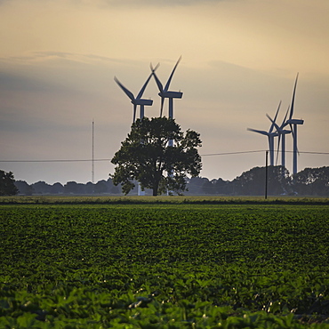 Wind turbines with a growing crop in the foreground at sunset, Christchurch, Cambridgeshire, England