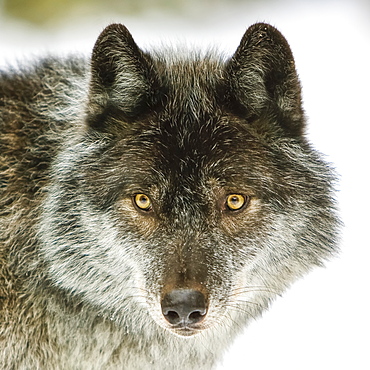 Close-up portrait of a wolf (Canis lupus) looking into the camera; Golden, British Columbia, Canada