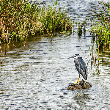 On the lookout for its fish prey, a Black-crowned night heron (Nycticorax nycticorax) is perched on a rock located within the Kealia Pond National Wildlife Refuge; Maui, Hawaii, United Stat. es of America