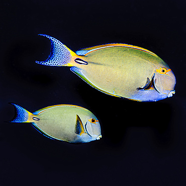 Underwater portrait of a pair of Eyestripe Surgeonfish (Acanthurus dussumieri) off the Kona coast, the Big Island, Hawaii. The nearest individual is a male; Island of Hawaii, Hawaii, United States of America