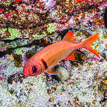 A Pearly Soldierfish (Myripristis kuntee) that was photographed under water while scuba diving at Molokini Crater which is located offshore of Maui; Molokini Crater, Maui, Hawaii, United States of America