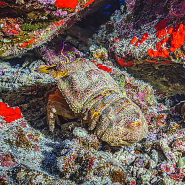 Ridgeback Slipper Lobster (Scyllarides haanii) hiding in its lair between lava rocks on Molokini Crater's backwall offshore of Maui; Molokini Crater, Maui, Hawaii, United States of America