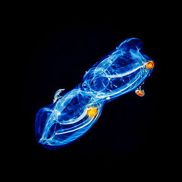 A pair of salps (Salpa sp.) with hyperiid amphipod (Hyperiidea) hitchhikers that were photographed under water during a blackwater dive off the Kona Coast, the Big Island; Island of Hawaii, Hawaii, United States of America