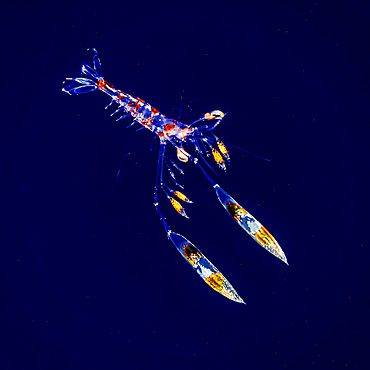 Lysmata late stage zoea larva that was photographed under water during a blackwater dive off the Kona coast, the Big Island; Island of Hawaii, Hawaii, United States of America