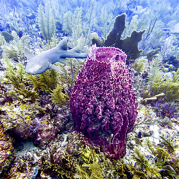 Nurse shark (Ginglymostoma cirratum), viewed while scuba diving at Queens Caye, Placencia Peninsula; Belize