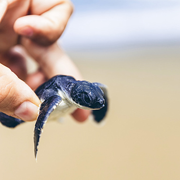 Baby turtle at Pantai Pandan Sari; East Java, Java, Indonesia