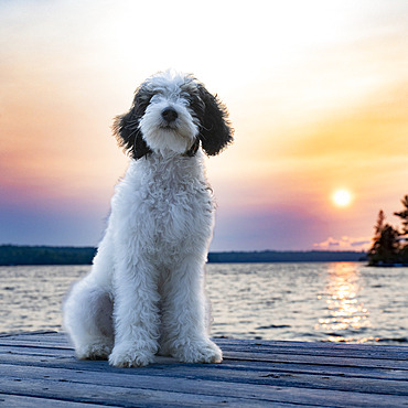 Portrait of a white dog with black ears on a dock at sunset, Lake of the Woods, Ontario, Canada