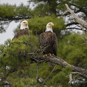 Two Bald eagles (Haliaeetus leucocephalus) perched side by side on an evergreen tree branch, Lake of the Woods, Ontario, Canada