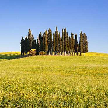 Group of cypress trees, near San Quirico, Val d'Orcia (Orcia Valley), UNESCO World Heritage Site, Siena Province, Tuscany, Italy, Europe