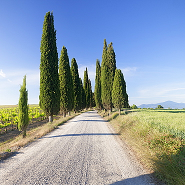 Alley of cypress trees, near Pienza, Val d'Orcia (Orcia Valley), UNESCO World Heritage Site, Siena Province, Tuscany, Italy, Europe