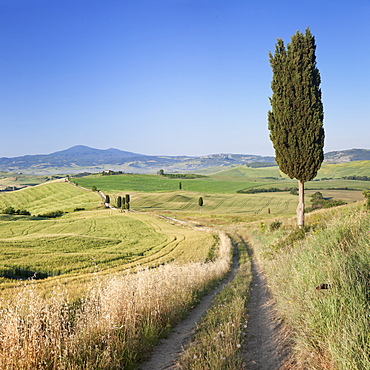 Tuscan landscape with cypress trees, near Pienza, Val d'Orcia (Orcia Valley), UNESCO World Heritage Site, Siena Province, Tuscany, Italy, Europe