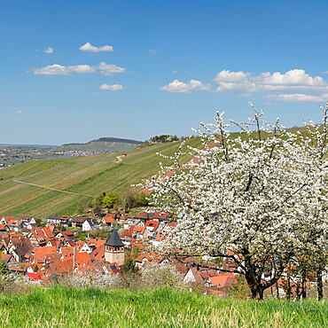 Strumpfelbach, part of Weinstadt, Remstal Valley, Baden-Wurttemberg, Germany, Europe