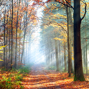 Enchanted autumn forest scene in Germany, Baden-Wurttemberg, Germany, Europe