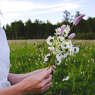 Hands of woman picking wildflowers