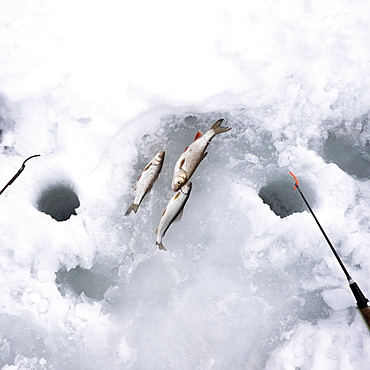 Fish laying on ice next to fishing rod