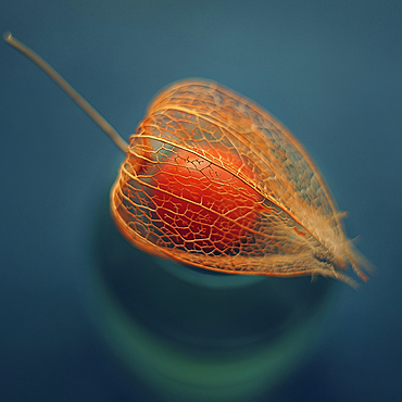 Leaf surrounding berry