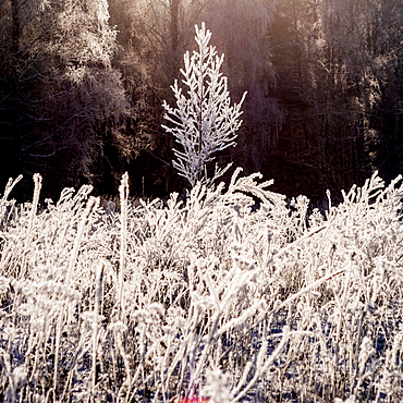 Frost on branches in winter forest