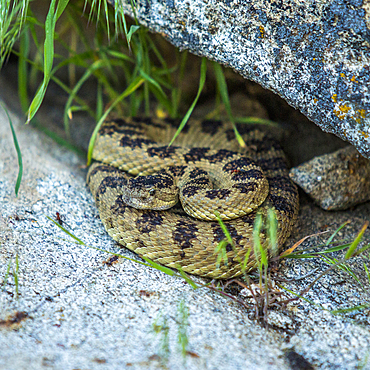 Rattlesnake coiled under rock