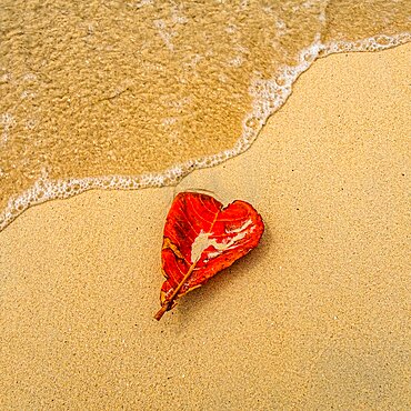 Red heart shaped leaf on sandy beach