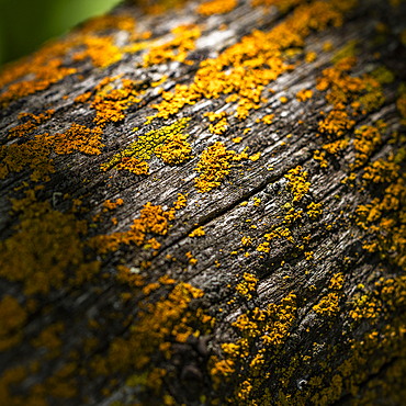 Close-up of lichen growing on wooden fence railing