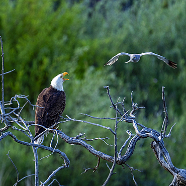 Bald eagle warning aggressive Harrier Hawk