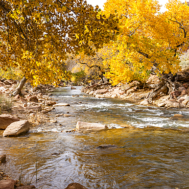 Virgin River flowing through Zion National Park in autumn