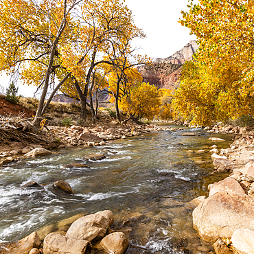 Virgin River flowing through Zion National Park in autumn