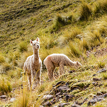 Alpacas grazing near Rainbow Mountain
