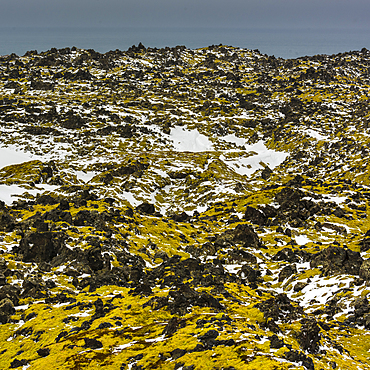 Lava field, Snaefellsnes, Iceland, Polar Regions