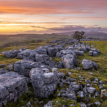 Winskill Stones Nature Reserve and hawthorn at sunset, Yorkshire Dales, Yorkshire, England, United Kingdom, Europe