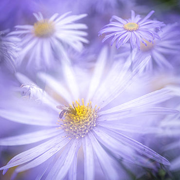 Aster frikartii monch, United Kingdom, Europe