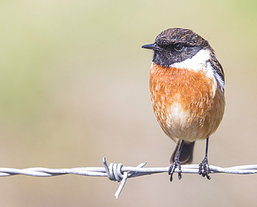 Stonechat (Saxicola rubicola), Middlesborough, England, United Kingdom, Europe