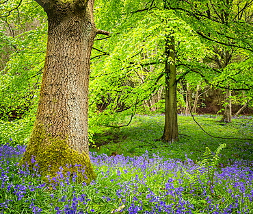 Bluebells, Harewood House, near Harrogate, North Yorkshire, Yorkshire, England, United Kingdom, Europe